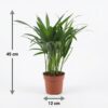 Areca Lutescens - Goudpalm - 4 Planten - met Potter Grijs