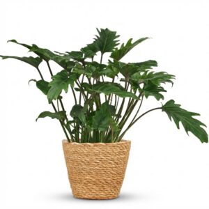 thumbnail_6000-2394.jpg Philodendron - Philodendron Xanadu - Groen - Weinig onderhoud - met Mand