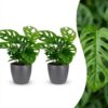 Monstera Adansonii - Rhaphidophora Tetrasperma - 2 Planten - met Potter Grijs