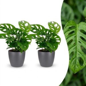 Monstera Adansonii - Rhaphidophora Tetrasperma - 2 Planten - met Potter Grijs