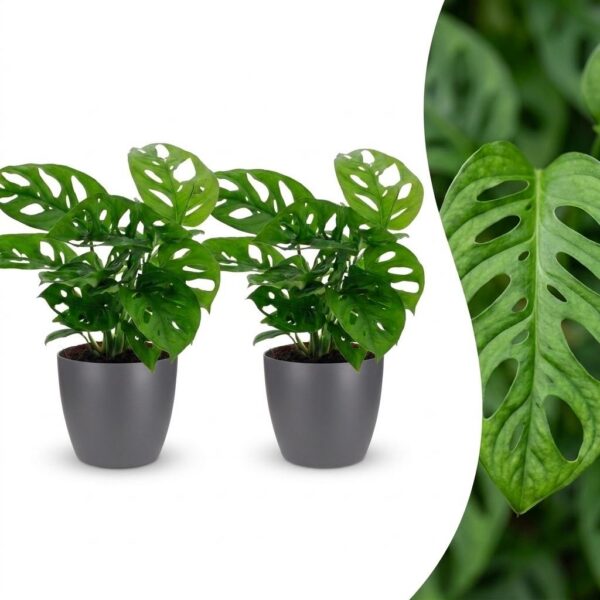 thumbnail_6000-240.jpg Monstera Adansonii - Rhaphidophora Tetrasperma - 2 Planten - met Potter Grijs