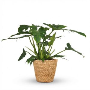 thumbnail_6000-2404.jpg Philodendron - Philodendron Lacerum - Groen - Weinig onderhoud - met Mand