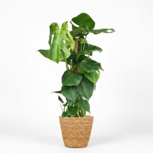 thumbnail_6000-2409.jpg Gatenplant - Monstera Deliciosa mosstok - Groen - Weinig onderhoud - met Mand