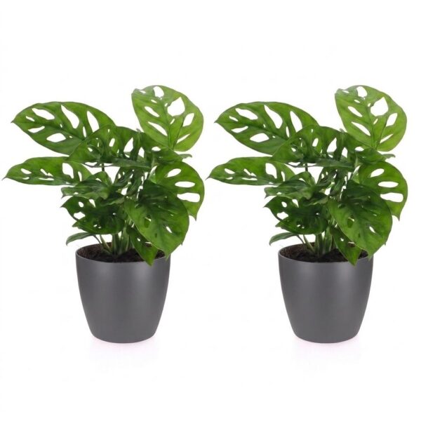 thumbnail_6000-241.jpg Monstera Adansonii - Rhaphidophora Tetrasperma - 2 Planten - met Potter Grijs