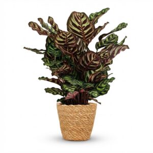 thumbnail_6000-2414.jpg Pauwenplant - Calathea Makoyana - Groen - Weinig onderhoud - met Mand