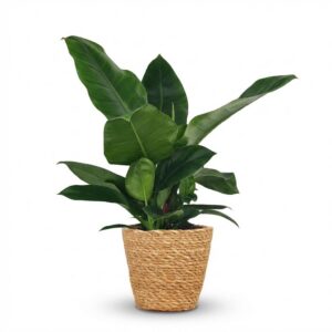 thumbnail_6000-2419.jpg Philodendron - Philodendron Imperial Green - Groen - Weinig onderhoud - met Mand