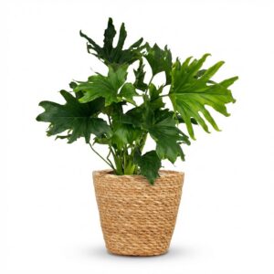 thumbnail_6000-2424.jpg Philodendron - Philodendron Lickety split - Groen - Weinig onderhoud - met Mand