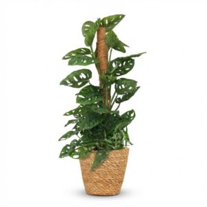 thumbnail_6000-2429.jpg Monkey Mask - Monstera Andansonii Mosstok - Groen - Weinig onderhoud - met Mand