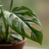Monstera Adansonii - Rhaphidophora Tetrasperma - 2 Planten - met Potter Grijs