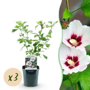 Hibiscus syriacus Hamabo - Tuin Hibiscus - Winterhard - Wit - Roze - 3 Planten