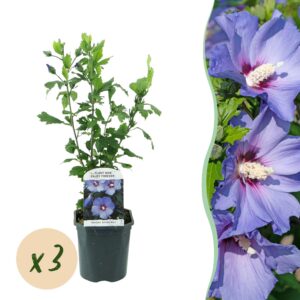 Hibiscus syriacus Oiseau Blue - Tuin Hibiscus - Winterhard - Blauw - 3 Planten