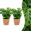 Monstera Adansonii - Rhaphidophora Tetrasperma - 2 Planten - met Mand