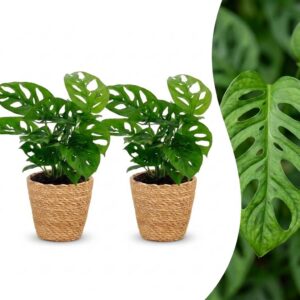 Monstera Adansonii - Rhaphidophora Tetrasperma - 2 Planten - met Mand