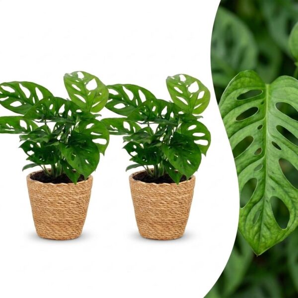 thumbnail_6000-245.jpg Monstera Adansonii - Rhaphidophora Tetrasperma - 2 Planten - met Mand