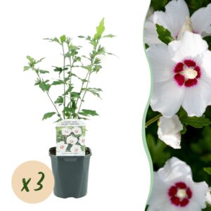thumbnail_6000-2459.jpg Hibiscus syriacus Red Heart - Tuin Hibiscus - Winterhard - Wit - Rood - 3 Planten
