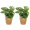 Monstera Adansonii - Rhaphidophora Tetrasperma - 2 Planten - met Mand