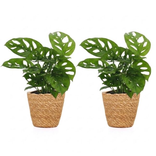 thumbnail_6000-246.jpg Monstera Adansonii - Rhaphidophora Tetrasperma - 2 Planten - met Mand
