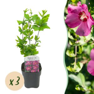 thumbnail_6000-2471.jpg Hibiscus syriacus Woodbridge - Tuin Hibiscus - Winterhard - Roze - 3 Planten