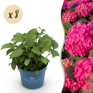 thumbnail_6000-2483.jpg Hydrangea Endles Summer Summer Love Red - Hortensia - Winterhard - Rood - 8 Planten