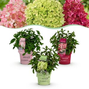 thumbnail_6000-2495.jpg Hydrangea panniculata Groundbreaker Blush -Greeny - Ruby - Pluimhortensia - Compact - Roze-Groen-Rood - 3 Planten