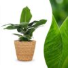 Musa Oriental Dwarf - Dwergbanaan - met Mand