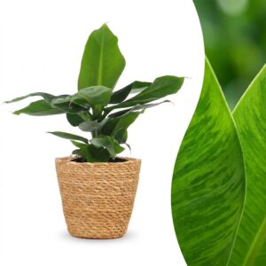 thumbnail_6000-25.jpg Musa Oriental Dwarf - Dwergbanaan - met Mand