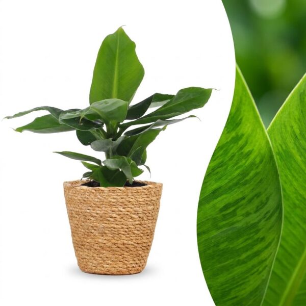 thumbnail_6000-25.jpg Musa Oriental Dwarf - Dwergbanaan - met Mand