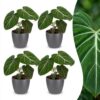 Philodendron Gloriosum - Glorie Philodendron - 4 Planten - met Potter Grijs