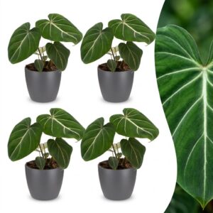 Philodendron Gloriosum - Glorie Philodendron - 4 Planten - met Potter Grijs