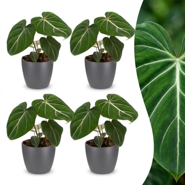 thumbnail_6000-250.jpg Philodendron Gloriosum - Glorie Philodendron - 4 Planten - met Potter Grijs