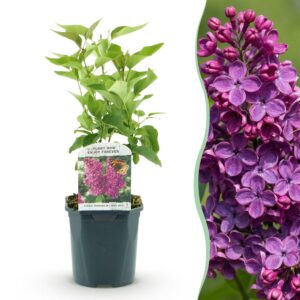 thumbnail_6000-2507.jpg Syringa vulgaris Ludwig Spath - Gewone Sering - Winterhard - Paars