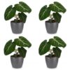Philodendron Gloriosum - Glorie Philodendron - 4 Planten - met Potter Grijs