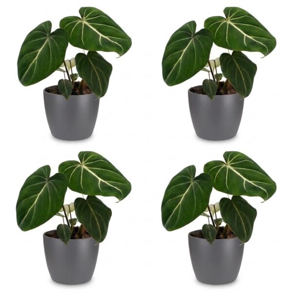 thumbnail_6000-251.jpg Philodendron Gloriosum - Glorie Philodendron - 4 Planten - met Potter Grijs