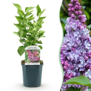 thumbnail_6000-2519.jpg Syringa vulgaris Michel Buchner - Gewone Sering - Winterhard - Roze