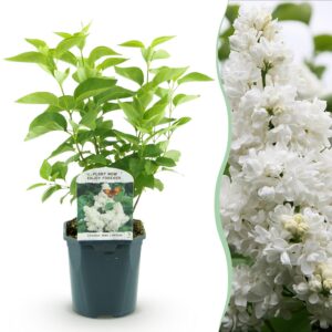 thumbnail_6000-2531.jpg Syringa vulgaris mme Lemoine - Gewone Sering - Winterhard - Wit