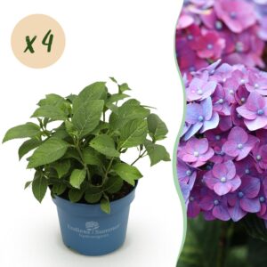 thumbnail_6000-2543.jpg Hydrangea Endles Summer Summer Love Purple - Hortensia - Winterhard - Paars - 4 Planten