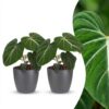 Philodendron Gloriosum - Glorie Philodendron - 2 Planten - met Potter Grijs