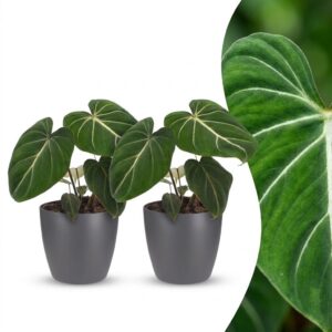 Philodendron Gloriosum - Glorie Philodendron - 2 Planten - met Potter Grijs