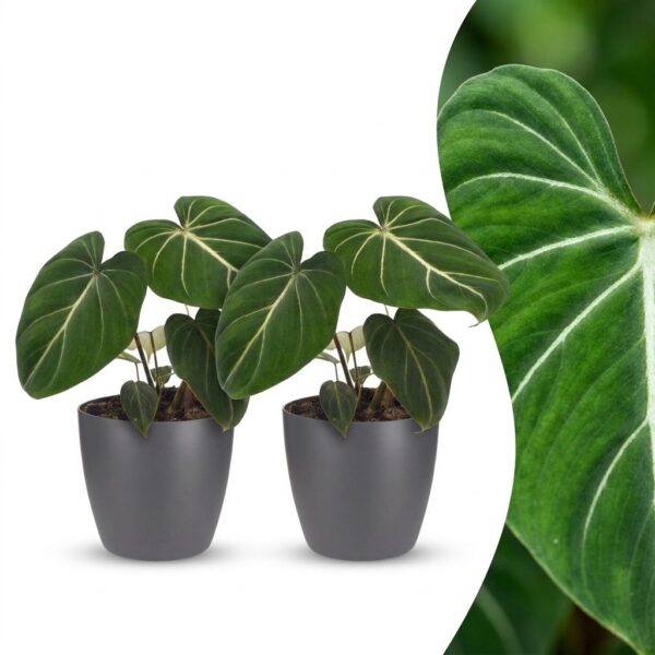 thumbnail_6000-255.jpg Philodendron Gloriosum - Glorie Philodendron - 2 Planten - met Potter Grijs