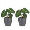 Philodendron Gloriosum - Glorie Philodendron - 2 Planten - met Potter Grijs