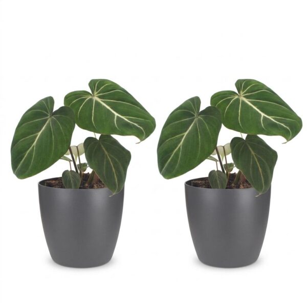 thumbnail_6000-256.jpg Philodendron Gloriosum - Glorie Philodendron - 2 Planten - met Potter Grijs