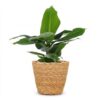 Musa Oriental Dwarf - Dwergbanaan - met Mand