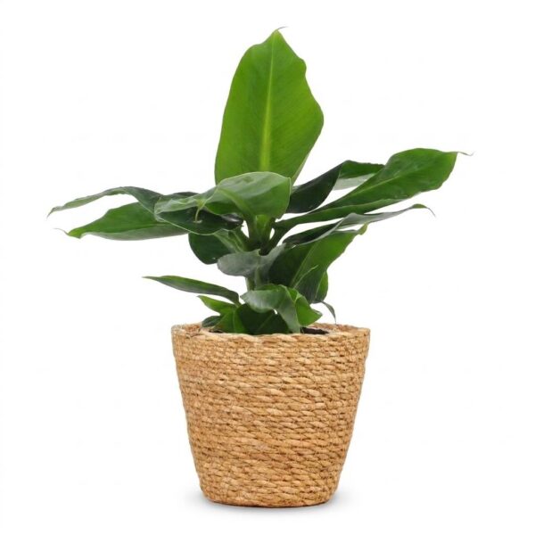 thumbnail_6000-26.jpg Musa Oriental Dwarf - Dwergbanaan - met Mand
