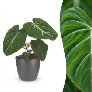Philodendron Gloriosum - Glorie Philodendron - met Potter Grijs