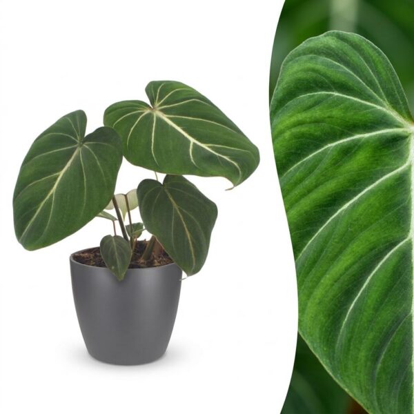 thumbnail_6000-260.jpg Philodendron Gloriosum - Glorie Philodendron - met Potter Grijs