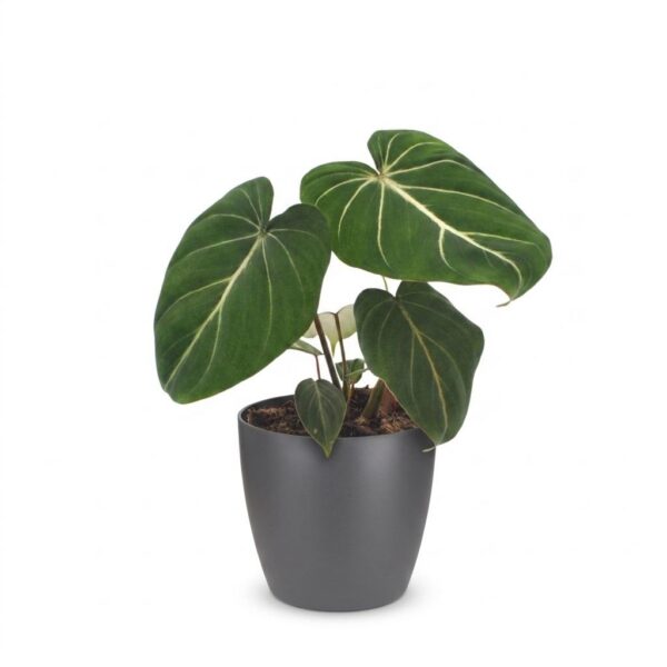 thumbnail_6000-261.jpg Philodendron Gloriosum - Glorie Philodendron - met Potter Grijs