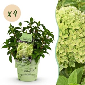 thumbnail_6000-2628.jpg Hydrangea panniculata Groundbreaker Greeny - Pluimhortensia - Winterhard - Creme - 4 Planten