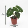 Philodendron Gloriosum - Glorie Philodendron - met Potter Grijs