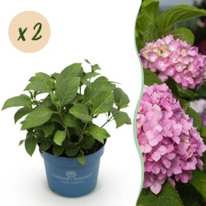 thumbnail_6000-2640.jpg Hydrangea Endles Summer The Original Pink - Hortensia - Winterhard - Roze - 2 Planten