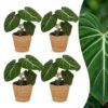 Philodendron Gloriosum - Glorie Philodendron - 4 Planten - met Mand